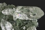 Anatase Crystals on Quartz with Chlorite Inclusions/Phantoms #176820-6